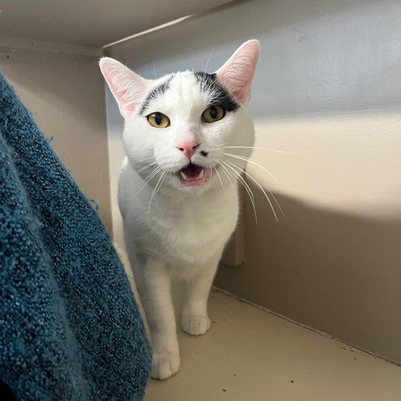 Cat for adoption Stewart 34756 (AT MT LEHMAN PETSMART), a Domestic