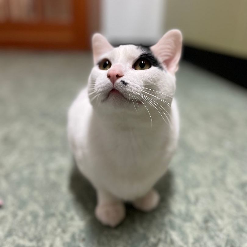 Cat for adoption Stewart 34756 (AT MT LEHMAN PETSMART), a Domestic
