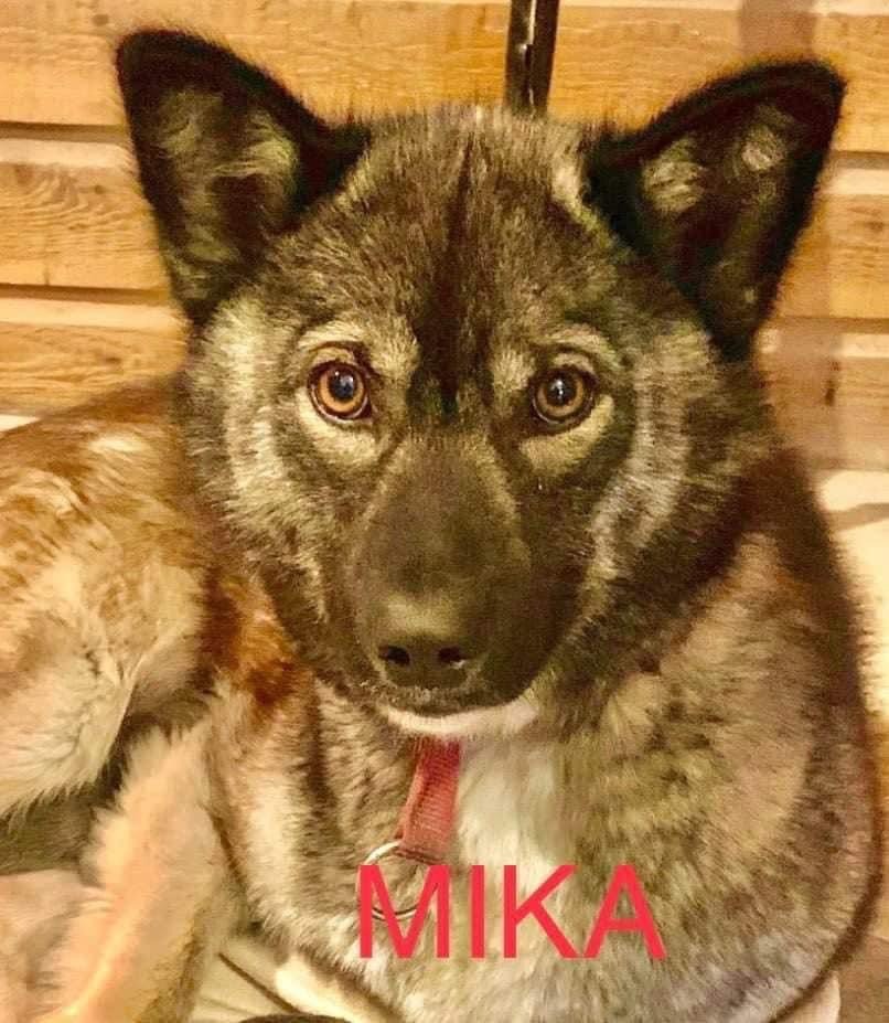 MIKA , an adoptable Husky in Winchester, ON, K0C 2K0 | Photo Image 1
