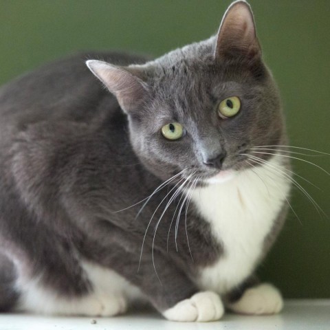 Tortellini, an adoptable Domestic Short Hair in Saratoga Springs, NY, 12866 | Photo Image 2