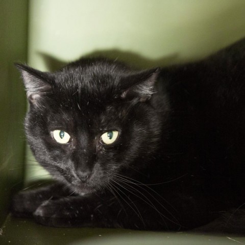 Tobin, an adoptable Domestic Short Hair in Saratoga Springs, NY, 12866 | Photo Image 1