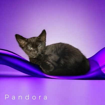 Pandora, an adoptable Domestic Short Hair in Cumberland, MD_image-1