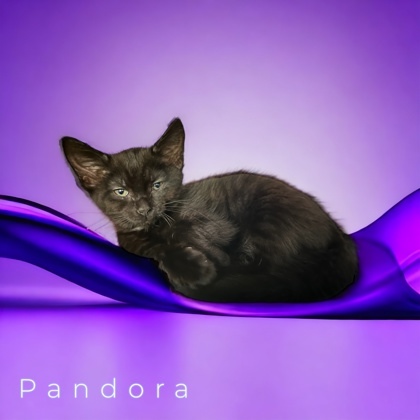 Pandora