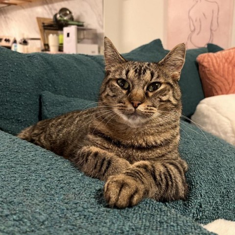 Daki - Foster, an adoptable Domestic Short Hair in Grand Rapids, MI, 49534 | Photo Image 1