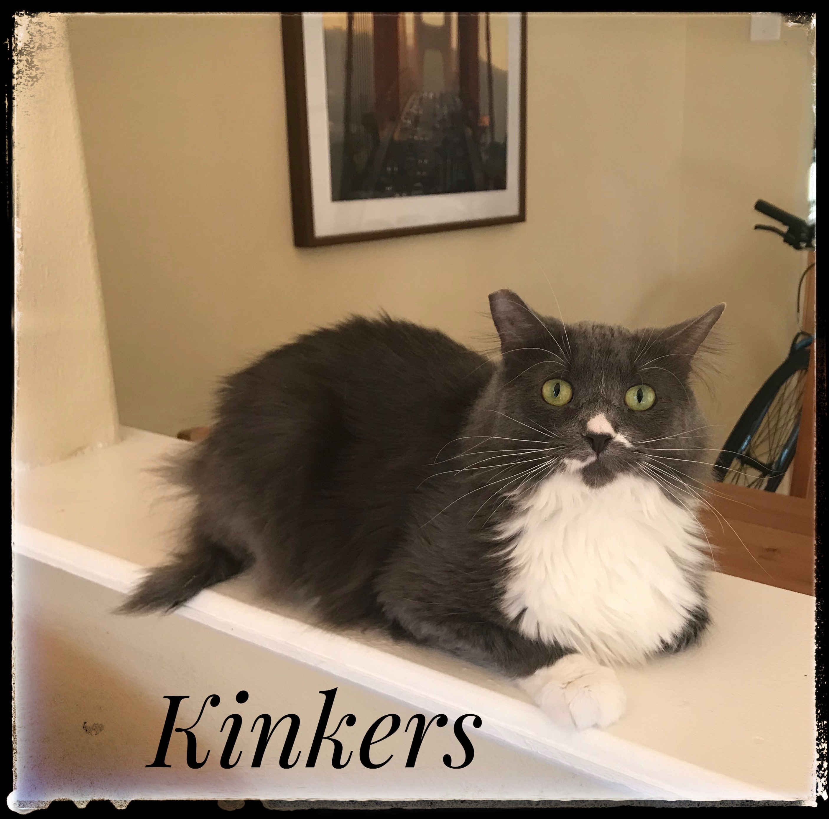 Kinkers, an adoptable Domestic Medium Hair in El Cajon, CA, 92022 | Photo Image 1