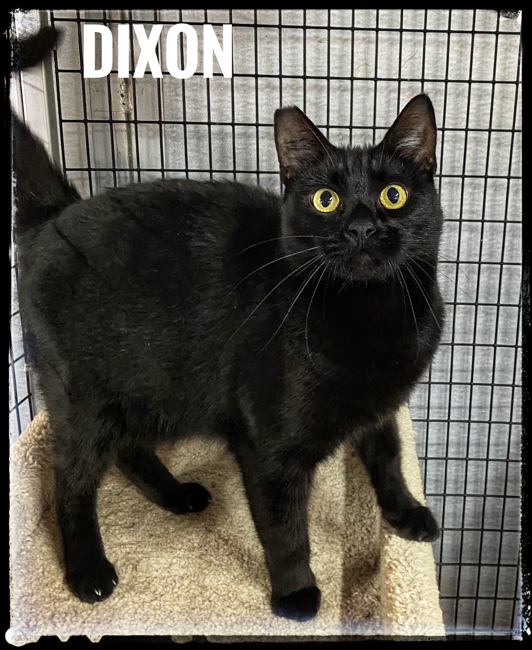 Dixon, an adoptable Domestic Short Hair in El Cajon, CA, 92022 | Photo Image 1