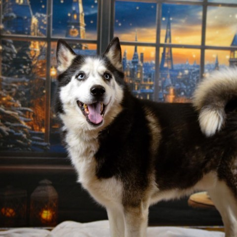 Simon, an adoptable Siberian Husky in Glenfield, NY, 13343 | Photo Image 1