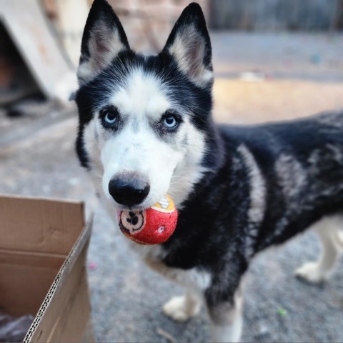 Simon, an adoptable Siberian Husky in Glenfield, NY, 13343 | Photo Image 2