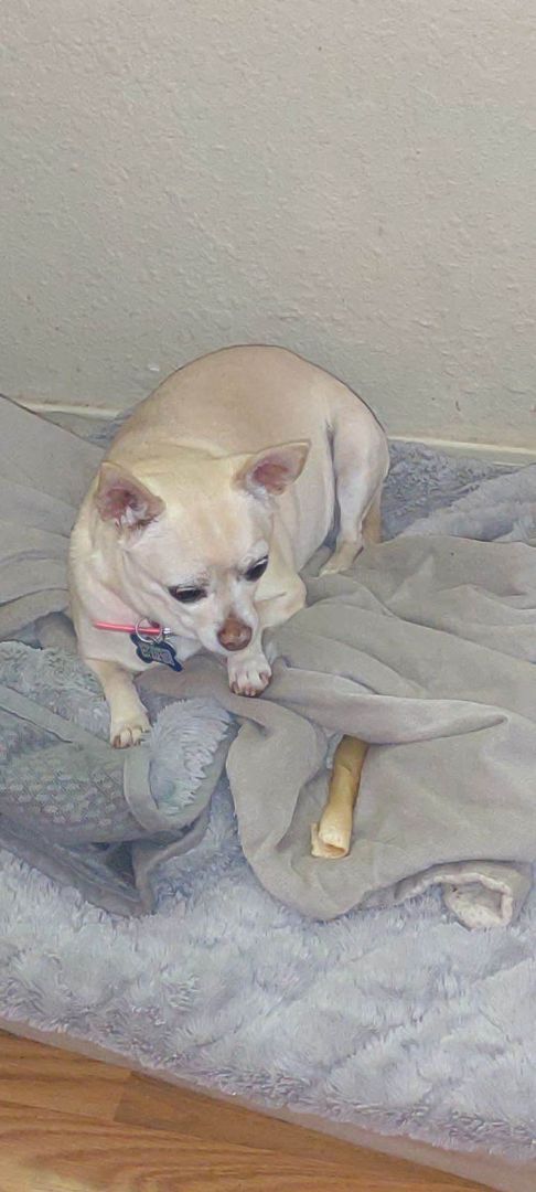 Tinkerbell, an adoptable Chihuahua in Eugene, OR, 97404 | Photo Image 3