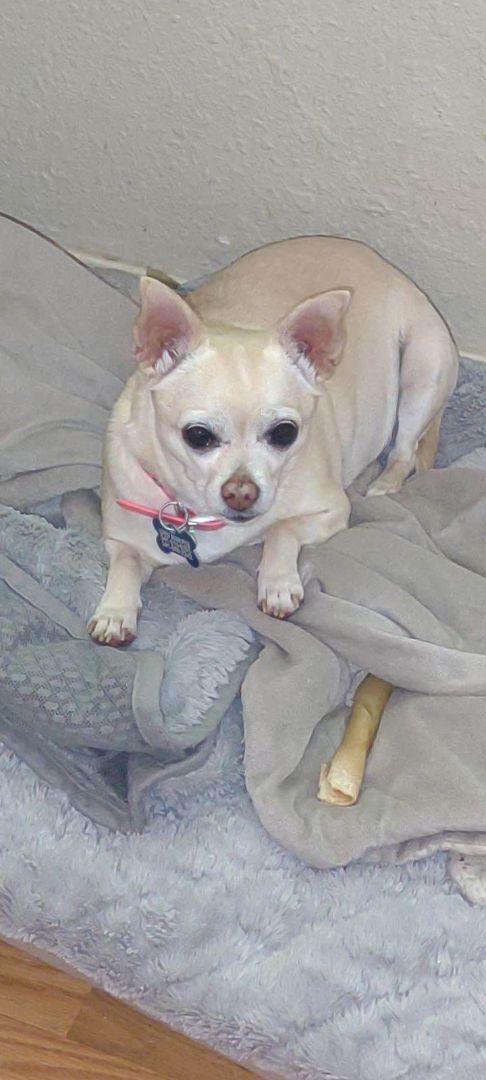 Tinkerbell, an adoptable Chihuahua in Eugene, OR, 97404 | Photo Image 1