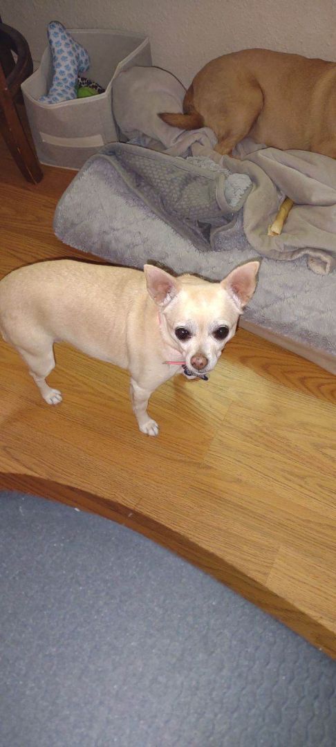 Tinkerbell, an adoptable Chihuahua in Eugene, OR, 97404 | Photo Image 4