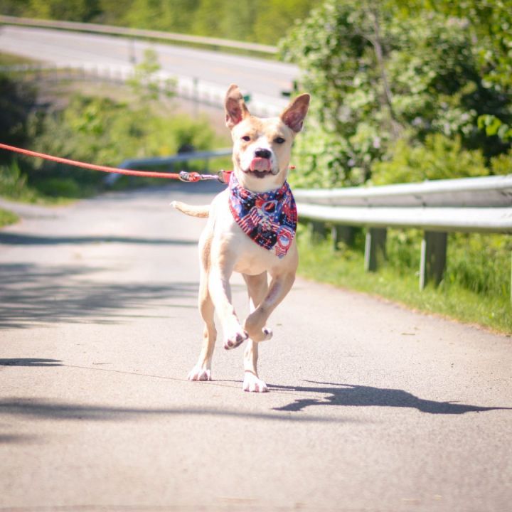 Dog for adoption Cream, a Hound & Labrador Retriever Mix in Amsterdam, NY Petfinder