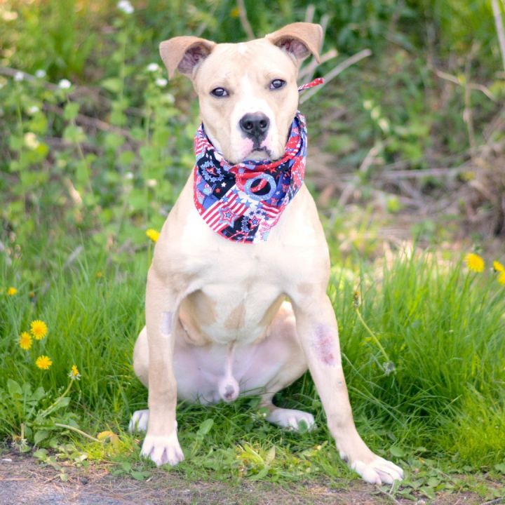 Dog for adoption Cream, a Hound & Labrador Retriever Mix in Amsterdam