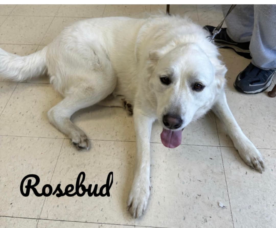 rosebud, an adoptable Akbash in Dyersburg, TN, 38024 | Photo Image 1