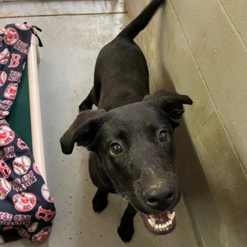 Dog for adoption - Camaro, a Black Labrador Retriever & Australian Cattle  Dog / Blue Heeler Mix in Chehalis, WA | Petfinder