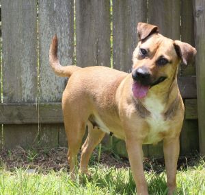 Happy (Reese Cup), Young Female Mixed Breed