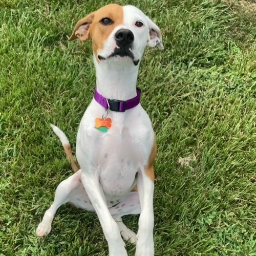 Sunflower, an adoptable Hound Mix in Springfield, MO_image-3