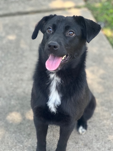 Mariah - Fostered in Mass