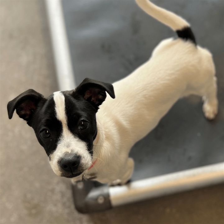 Dog for adoption - Prada, a Mixed Breed in Rancho Santa Fe, CA | Petfinder