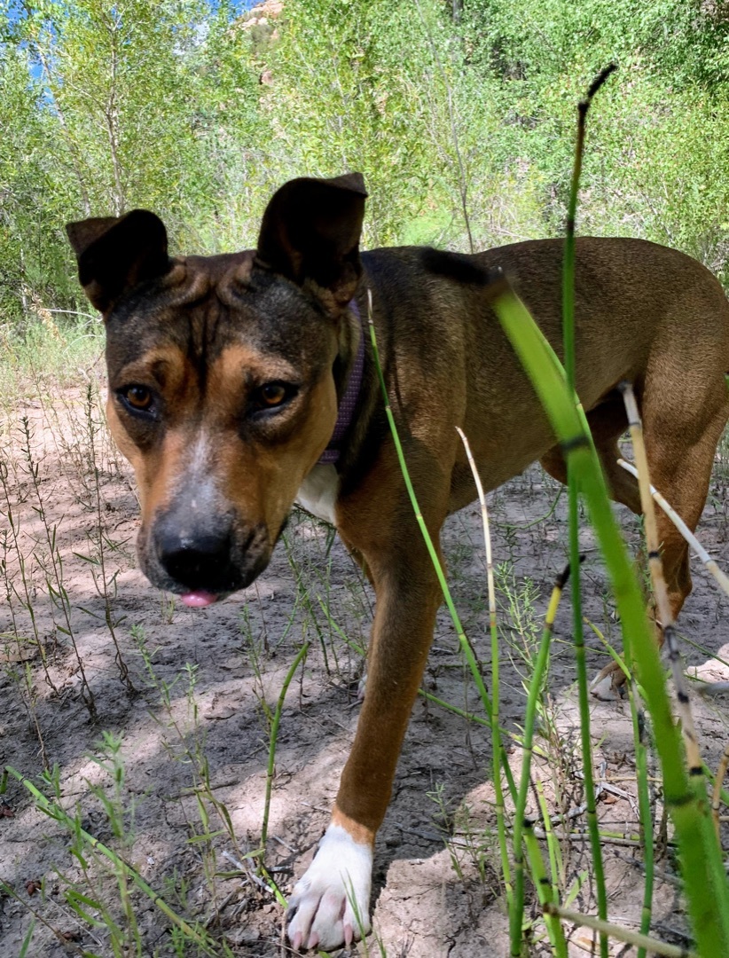 Molly-This little girl is The Whole Enchilada!!, an adoptable German Shepherd Dog, Rat Terrier in Nucla, CO, 81424 | Photo Image 3
