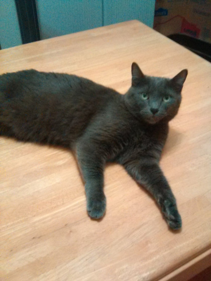 Clooney, an adoptable Russian Blue, Domestic Short Hair in El Dorado Hills, CA, 95762 | Photo Image 1