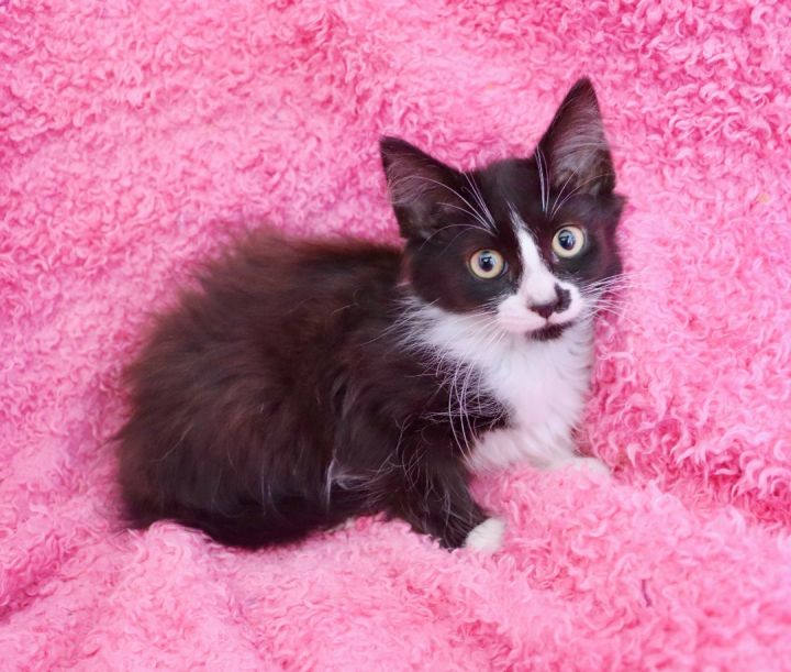 Merida, an adoptable Domestic Long Hair & Maine Coon Mix in Saint Augustine, FL_image-4