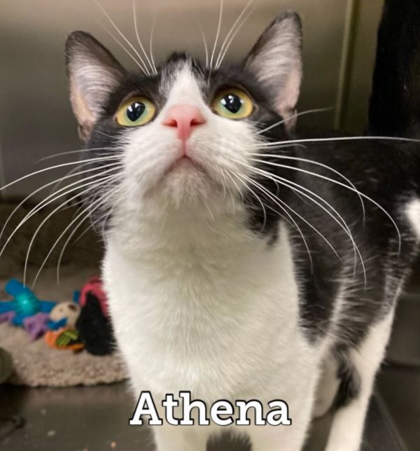 Athena