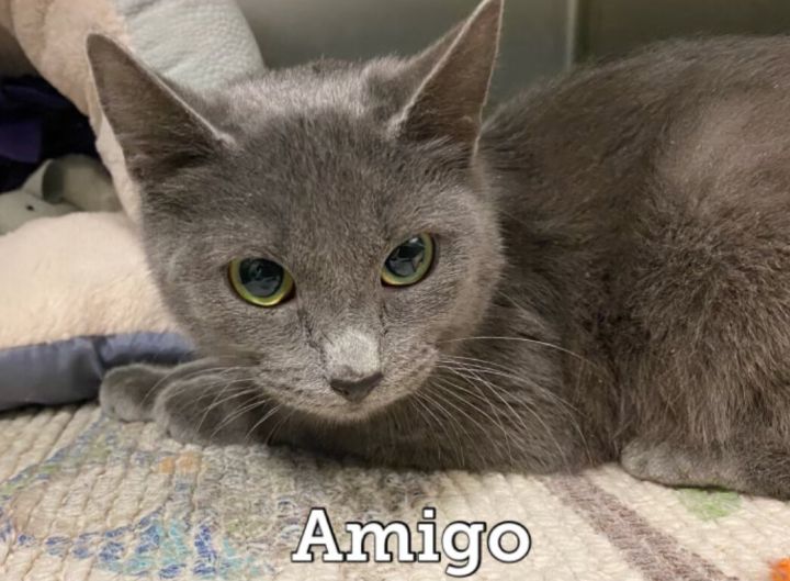 Amigo, an adoptable Domestic Short Hair in Waynesburg, PA_image-1