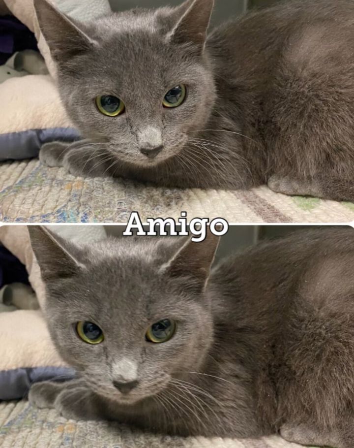 Amigo 2