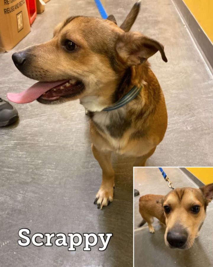 Scrappy, an adoptable Chihuahua & Dachshund Mix in Waynesburg, PA_image-2