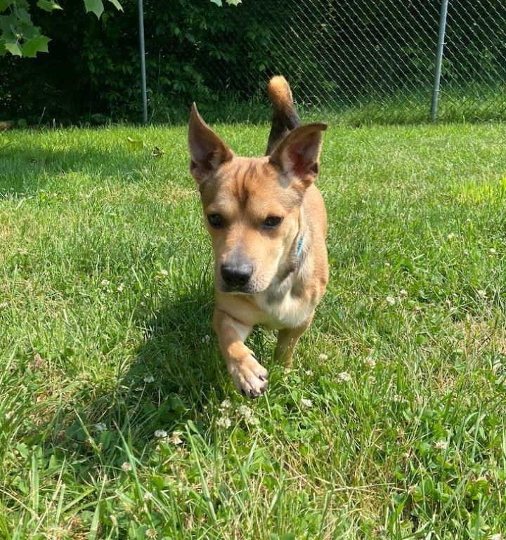 Scrappy, an adoptable Chihuahua & Dachshund Mix in Waynesburg, PA_image-3