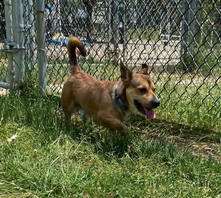 Scrappy 5