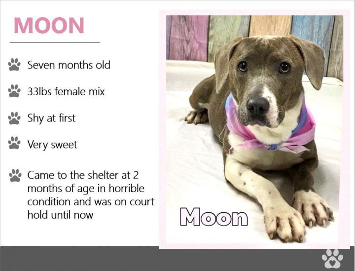 Moon!, an adoptable Terrier in Oswego, IL_image-3