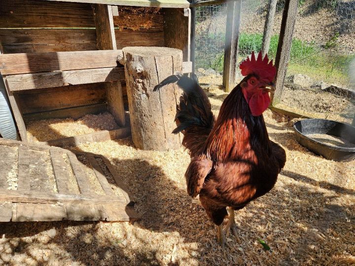 Remington and Wilma, an adoptable Chicken in Jacksonville, OR_image-3