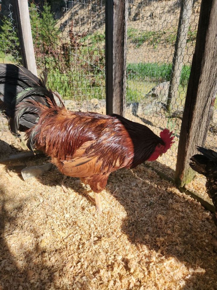 Remington and Wilma, an adoptable Chicken in Jacksonville, OR_image-5
