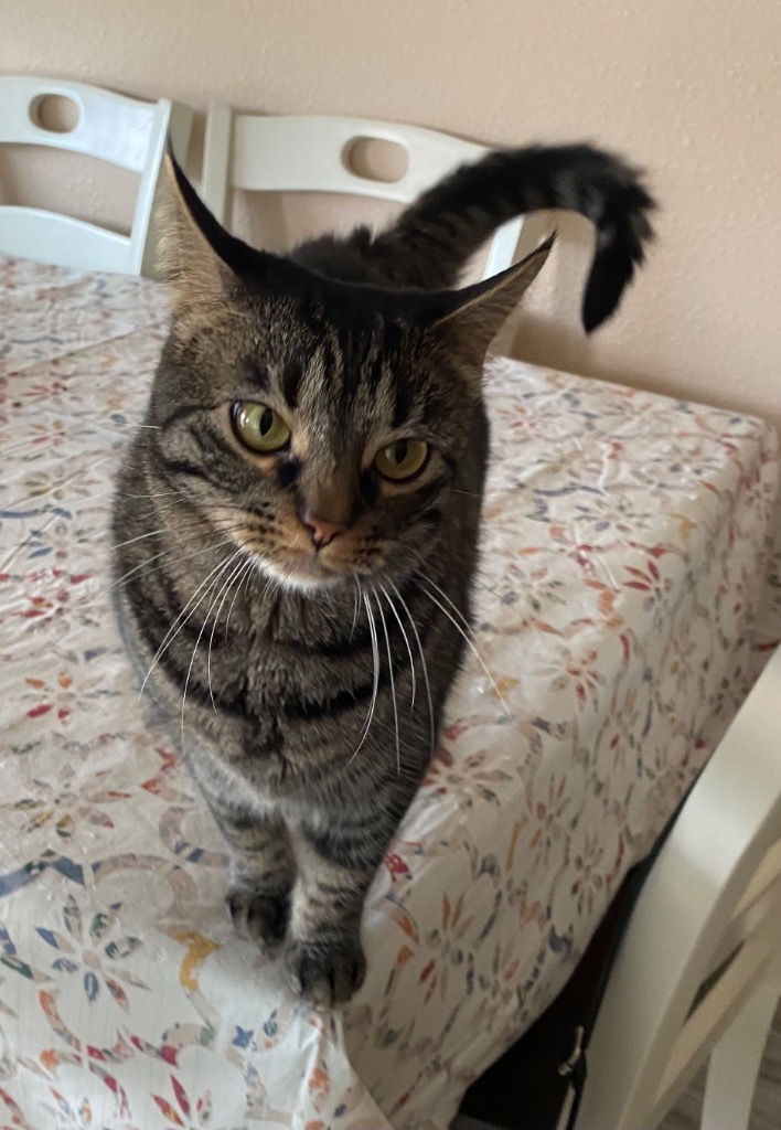 Molly, an adoptable Domestic Short Hair in Lewisville, TX, 75067 | Photo Image 1