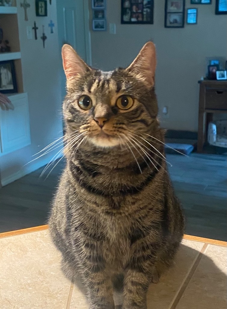 Molly, an adoptable Domestic Short Hair in Lewisville, TX, 75067 | Photo Image 1