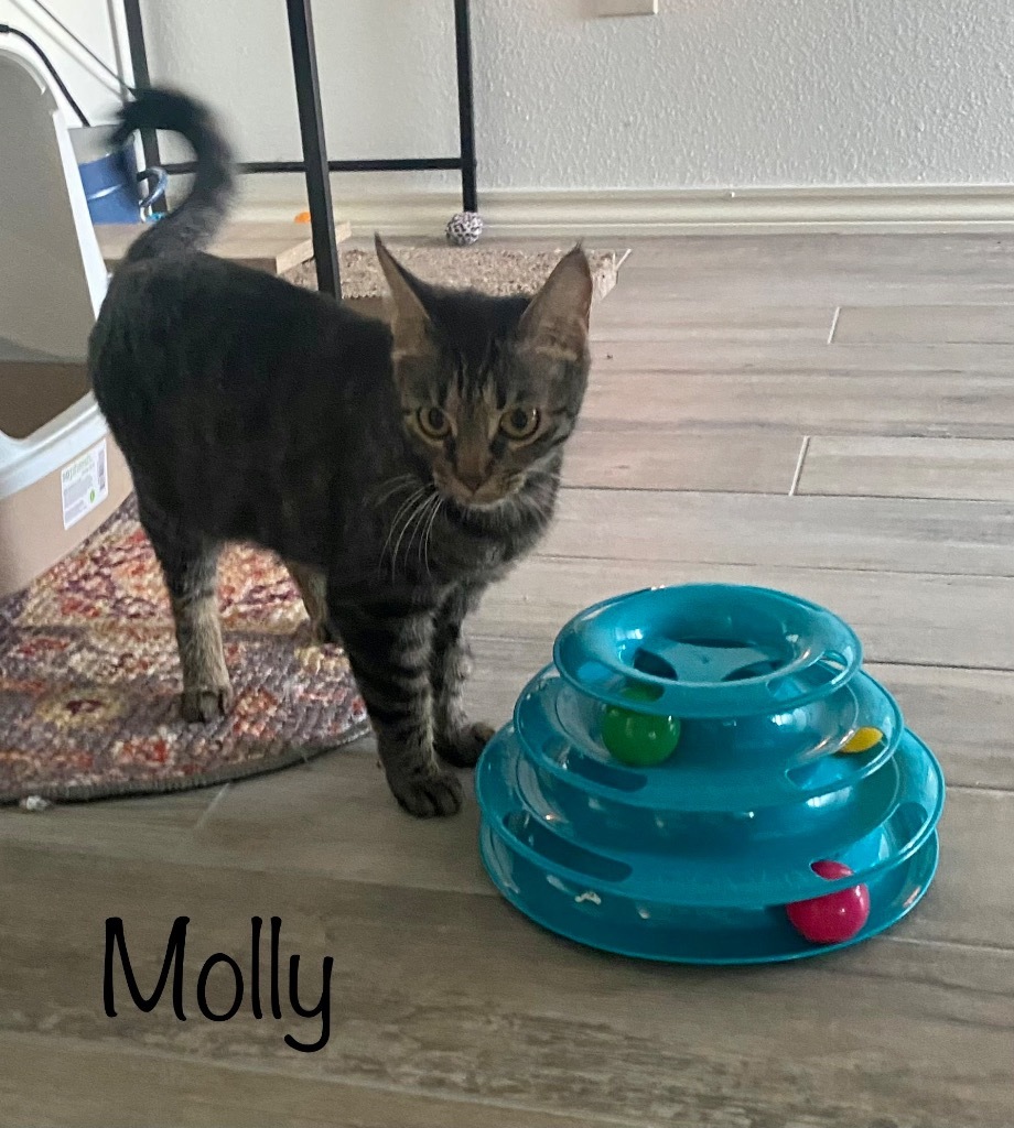 Molly, an adoptable Domestic Short Hair in Lewisville, TX, 75067 | Photo Image 2