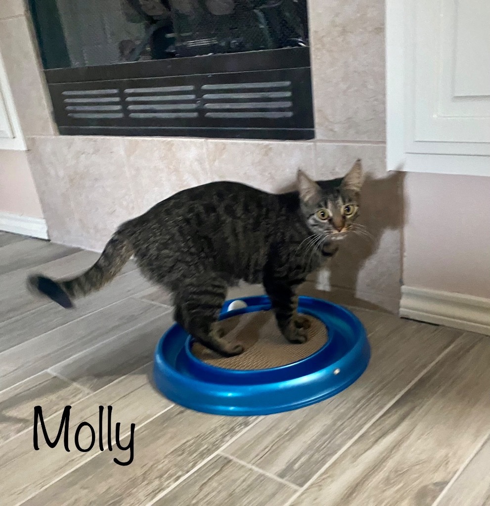 Molly, an adoptable Domestic Short Hair in Lewisville, TX, 75067 | Photo Image 3