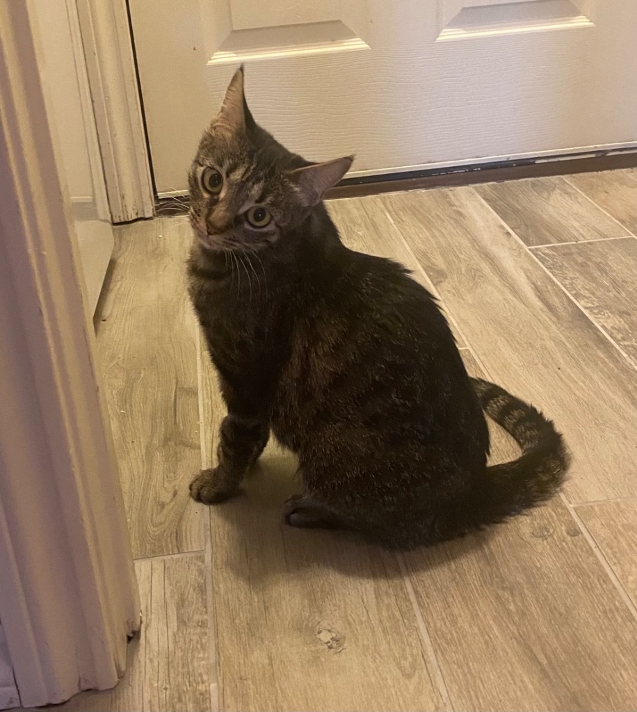 Molly, an adoptable Domestic Short Hair in Lewisville, TX, 75067 | Photo Image 4