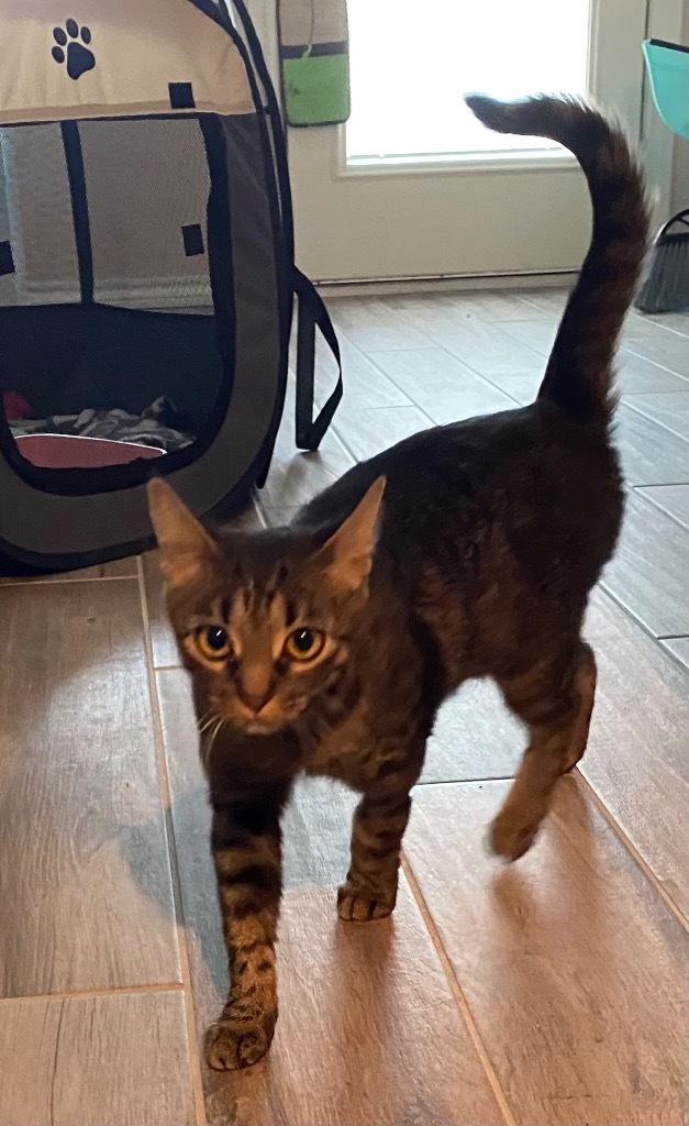 Molly, an adoptable Domestic Short Hair in Lewisville, TX, 75067 | Photo Image 5