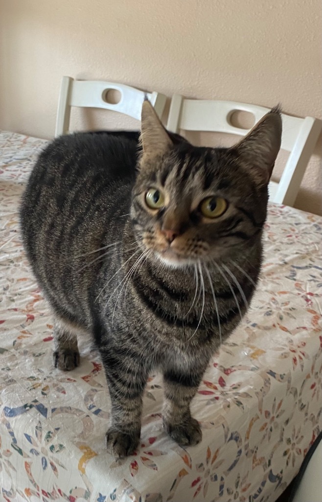 Molly, an adoptable Domestic Short Hair in Lewisville, TX, 75067 | Photo Image 6