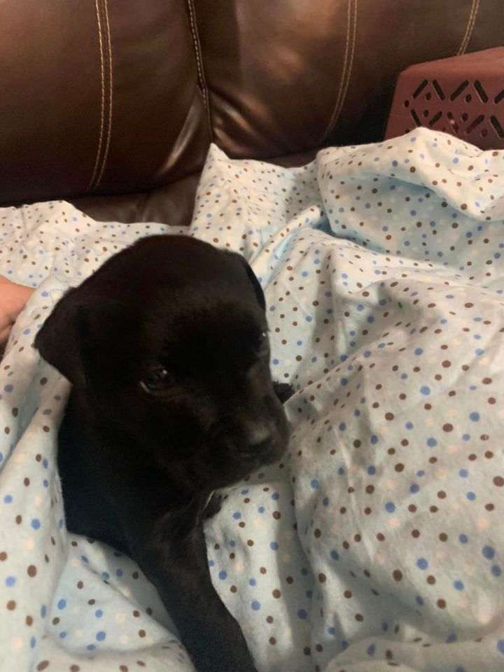 Dog for adoption - Fluffy HP, a Black Labrador Retriever Mix in Navarre ...