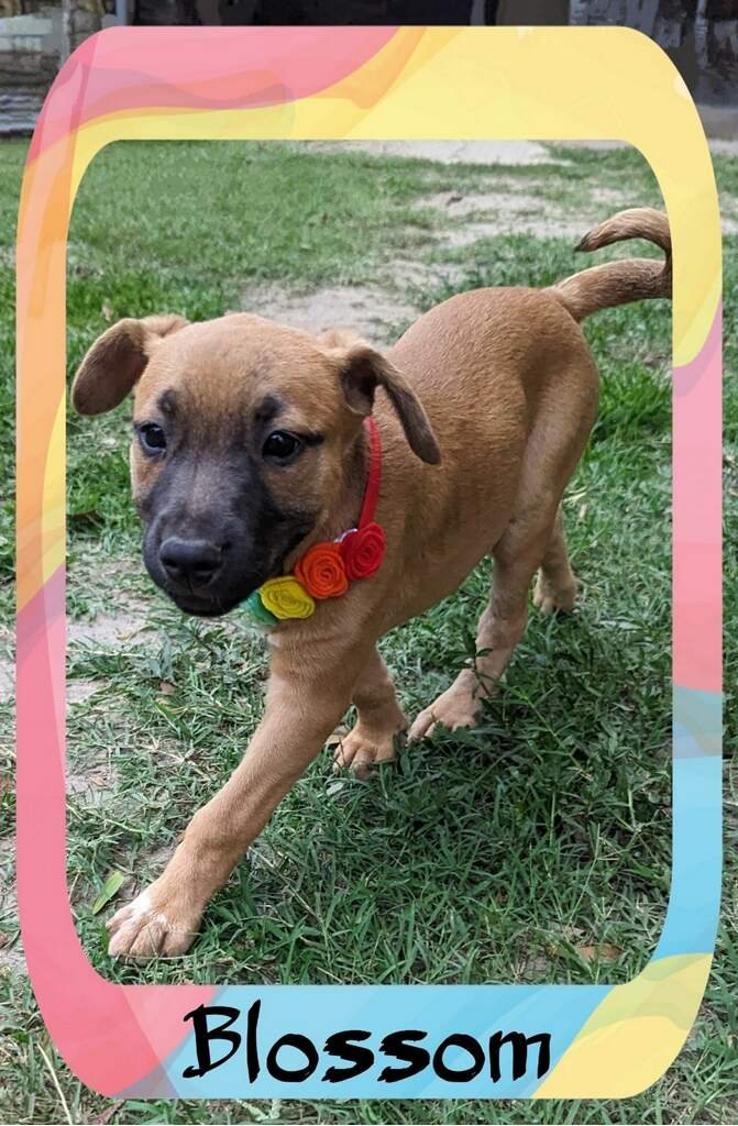 Blossom, an adoptable Black Mouth Cur Mix in Slidell, LA_image-2