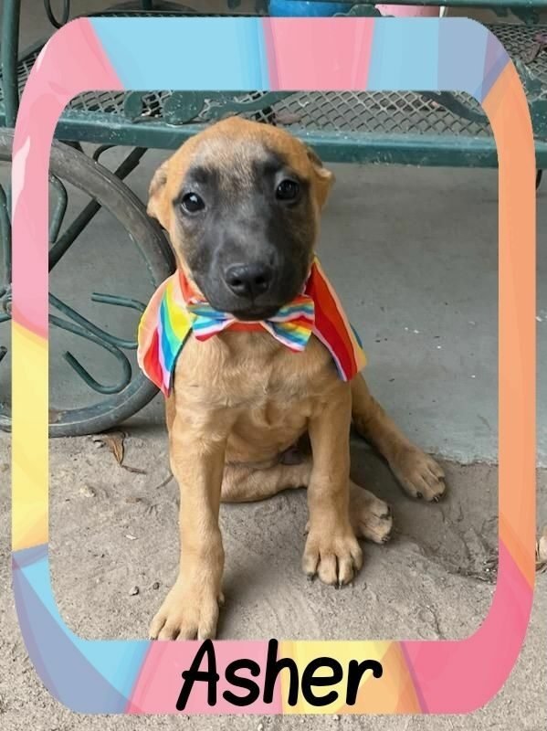 Asher, an adoptable Black Mouth Cur Mix in Slidell, LA_image-1