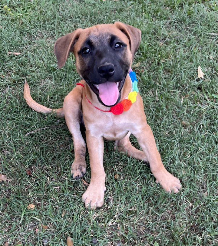 Magnolia, an adoptable Black Mouth Cur Mix in Slidell, LA_image-1