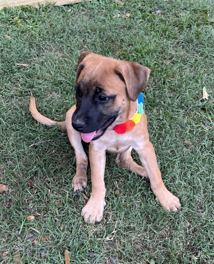 Magnolia, an adoptable Black Mouth Cur Mix in Slidell, LA_image-2