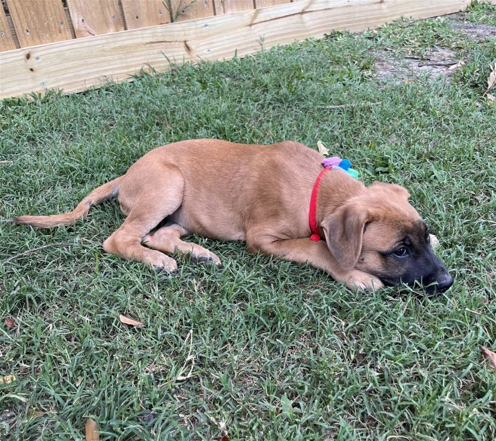 Magnolia, an adoptable Black Mouth Cur Mix in Slidell, LA_image-3