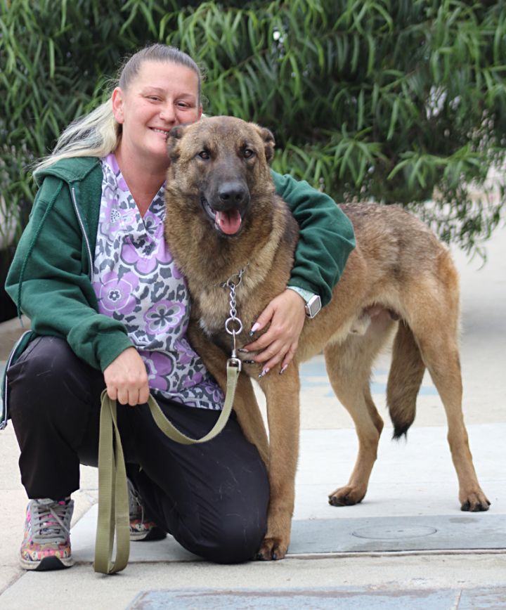 Sergeant von Sehnde*, an adoptable German Shepherd Dog Mix in Los Angeles, CA_image-3