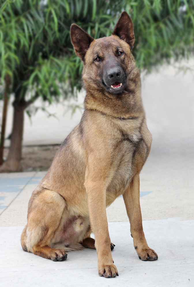 Sergeant von Sehnde*, an adoptable German Shepherd Dog Mix in Los Angeles, CA_image-1